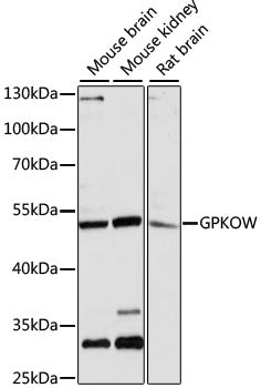 GPKOW Rabbit pAb