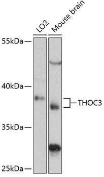 THOC3 Rabbit pAb