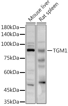 TGM1 Rabbit pAb