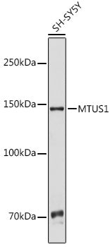 MTUS1 Rabbit pAb