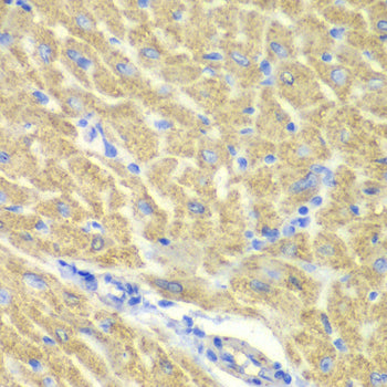 GLRX3 Rabbit pAb