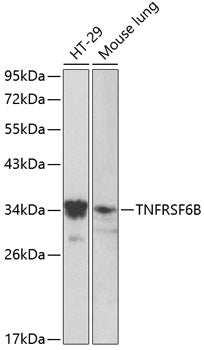 TNFRSF6B Rabbit pAb