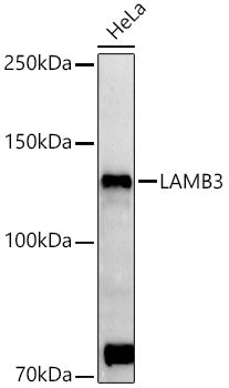 LAMB3 Rabbit pAb