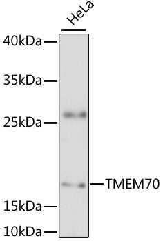 TMEM70 Rabbit pAb