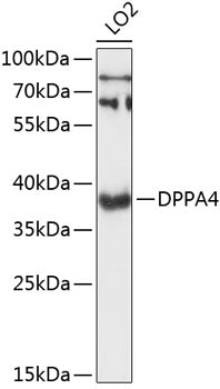 DPPA4 Rabbit pAb