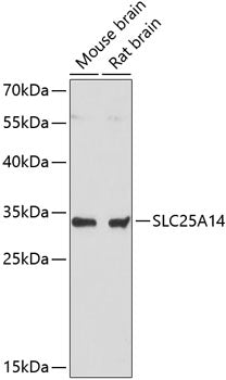 SLC25A14 Rabbit pAb