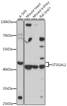 ST3GAL2 Rabbit pAb