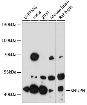 SNUPN Rabbit pAb