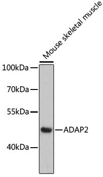 ADAP2 Rabbit pAb