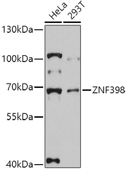 ZNF398 Rabbit pAb