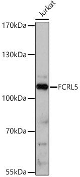 FCRL5 Rabbit pAb