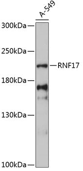 RNF17 Rabbit pAb