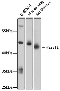 HS2ST1 Rabbit pAb