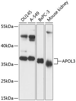 APOL3 Rabbit pAb