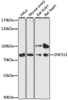 ZNF333 Rabbit pAb