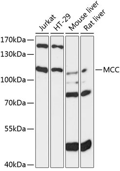 MCC Rabbit pAb