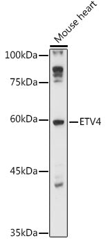 ETV4 Rabbit pAb