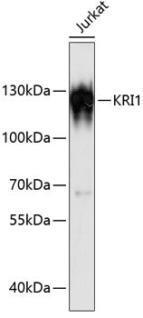 KRI1 Rabbit pAb