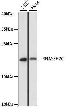 RNASEH2C Rabbit pAb