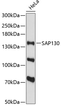 SAP130 Rabbit pAb