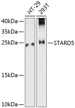 STARD5 Rabbit pAb