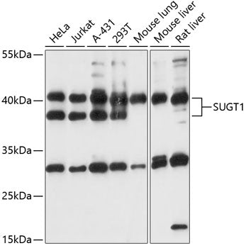 SUGT1 Rabbit pAb