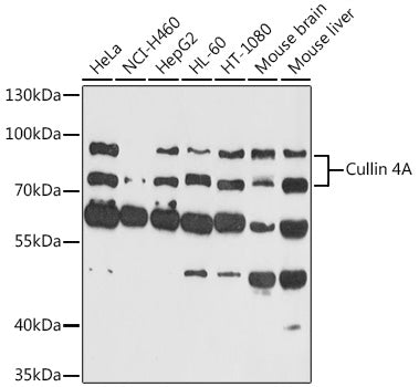 Cullin 4A Rabbit pAb