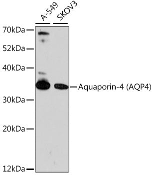 Aquaporin-4 (AQP4) Rabbit pAb