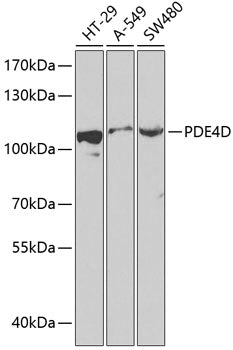 PDE4D Rabbit pAb