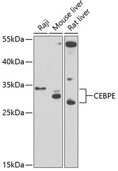CEBPE Rabbit pAb