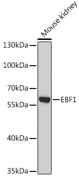 EBF1 Rabbit pAb