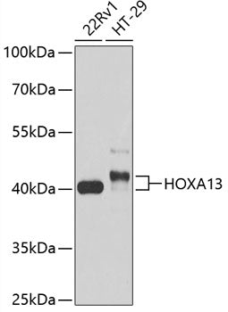 HOXA13 Rabbit pAb