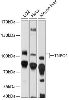 TNPO1 Rabbit pAb