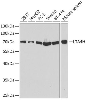 LTA4H Rabbit pAb