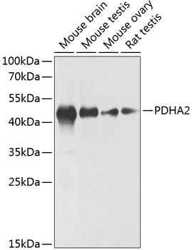 PDHA2 Rabbit pAb