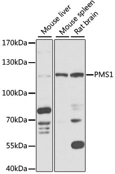 PMS1 Rabbit pAb