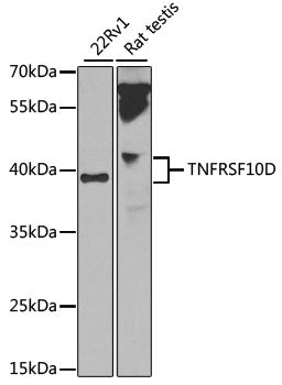 TNFRSF10D Rabbit pAb