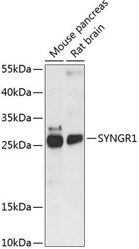SYNGR1 Rabbit pAb