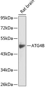 ATG4B Rabbit pAb
