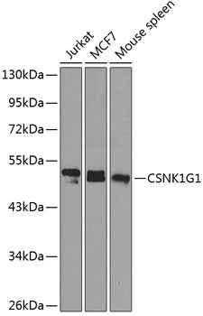 CSNK1G1 Rabbit pAb