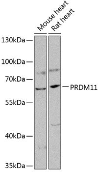 PRDM11 Rabbit pAb