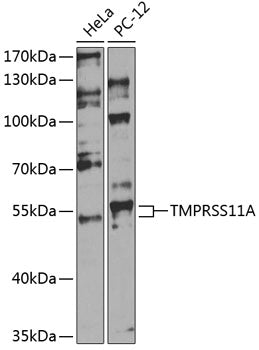 TMPRSS11A Rabbit pAb