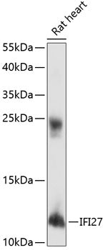 IFI27 Rabbit pAb
