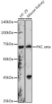 PKC zeta Rabbit pAb