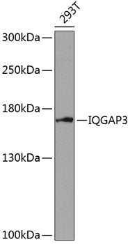 IQGAP3 Rabbit pAb
