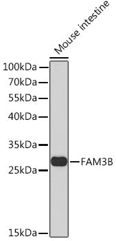FAM3B Rabbit pAb