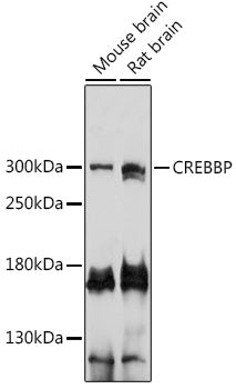 CREBBP Rabbit pAb