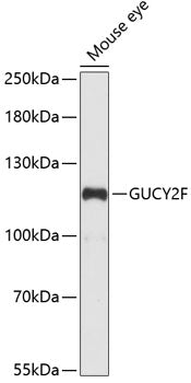 GUCY2F Rabbit pAb