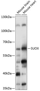SUOX Rabbit pAb