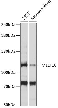MLLT10 Rabbit pAb